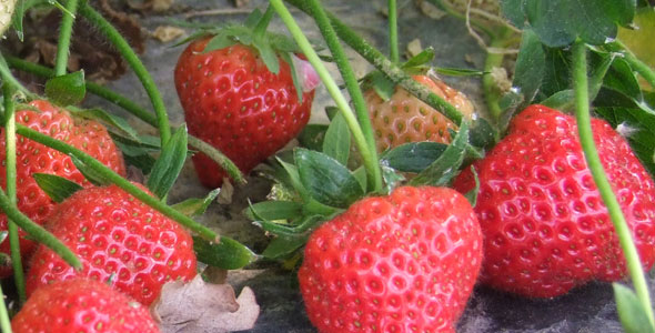 fraises