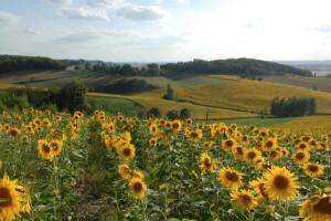 tournesol